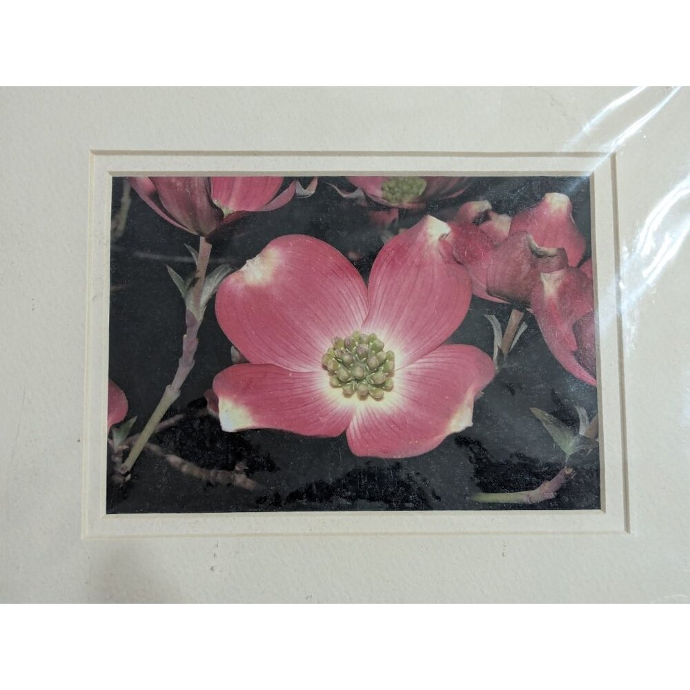 Pink Dogwood Flower Art Photography by JAS Signed 8x10